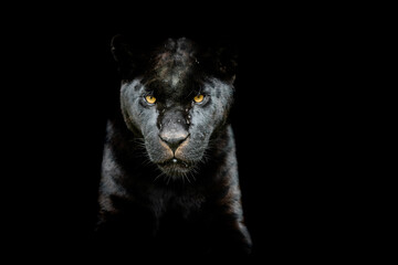 Black Jaguar with a black background - obrazy, fototapety, plakaty