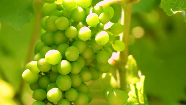 fresh green ripe grapes and leaves