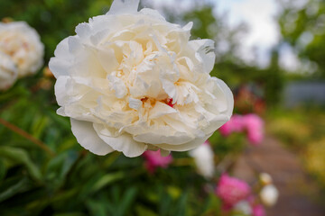 the end of self isolation unity with nature beautiful white peonies in the city garden