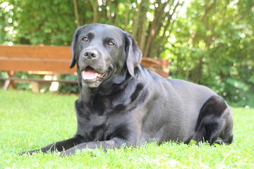Labrador in the garden 