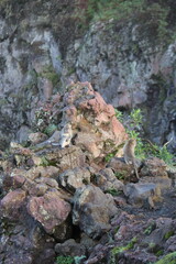 Singes du mont Batur à Bali, Indonésie	