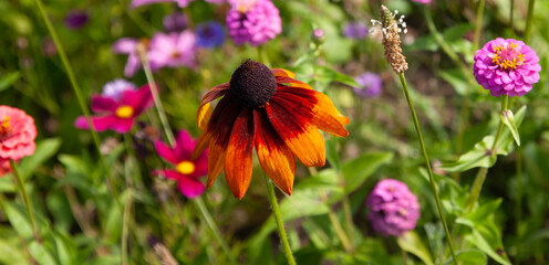 Bright and colorful field of butterfly flowers. Planted in the city  to attract butterflies and bees. Protecting the eco system. 
