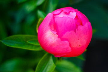 Abstract macro photo of a flower with shallow depth of field. Natural background.