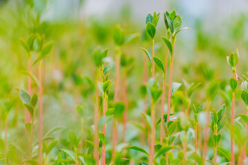 Fototapeta premium green grass in the wind
