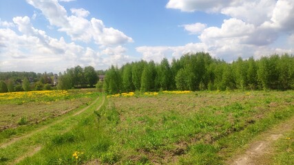 Fototapeta na wymiar landscape with a meadow and trees