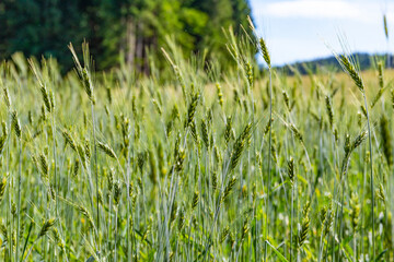 Wheat / careal field