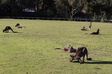 kangaroo in the grass