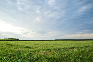 Fototapeta premium Beautiful field landscape. Countryside village rural natural background at sunny weather in spring summer. Green grass and blue sky with clouds before rain.Nature protection concept.