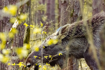Fototapete bei efototapeten.de bestellen   