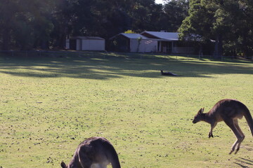 kangaroo