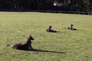 kangaroos