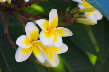 Fototapeta na wymiar Plumeria flower. Yellow and White Hawaiian Frangipani Flower.