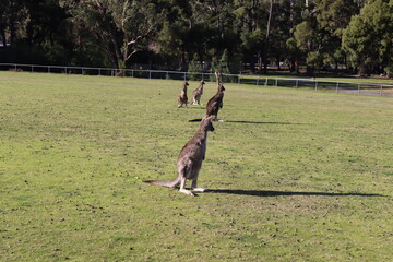 kangaroos