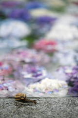 紫陽花とカタツムリ