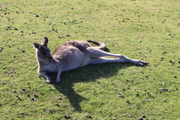 kangaroo