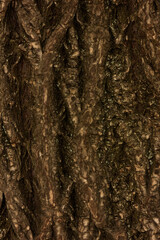 Bark of tree macro. Background closeup of a tree trunk.