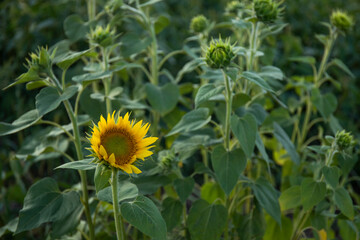 Young sunflower bud in morning sunlight in a field