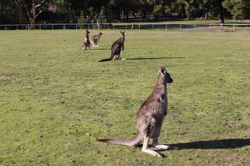 kangaroo with baby