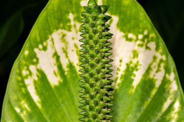 Naklejka premium Detailed closeup macro photo of a flower