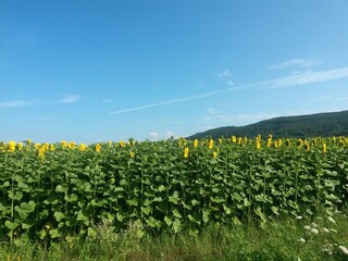 Fototapeta na wymiar sunflower field on sunny day with blue sky. beautiful yellow petals