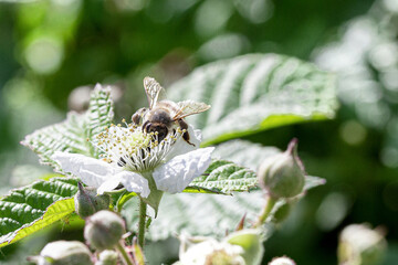 bee on a flower