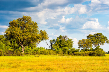 It's Landscape of the Okavango Delta (Okavango Grassland), One of the Seven Natural Wonders of Africa, Botswana