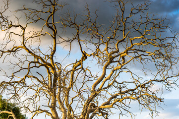It's Tree at the Okavango Delta (Okavango Grassland), One of the Seven Natural Wonders of Africa, Botswana