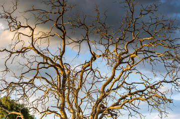 It's Tree at the Okavango Delta (Okavango Grassland), One of the Seven Natural Wonders of Africa,...
