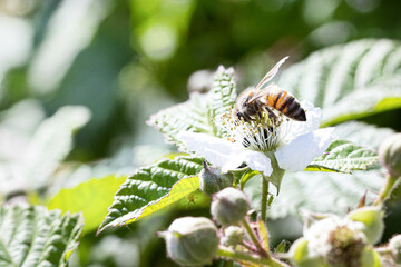 bee on a flower