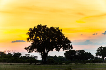 Fototapeta na wymiar It's Landscape of the Okavango Delta (Okavango Grassland), One of the Seven Natural Wonders of Africa, Botswana