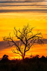 Fototapeta na wymiar It's Beautiful sunset over the Okavango Delta (Okavango Grassland), One of the Seven Natural Wonders of Africa, Botswana