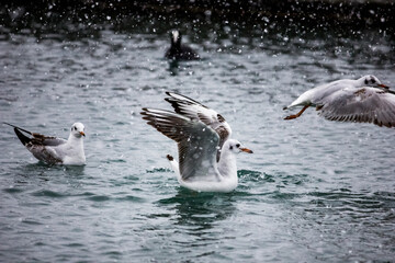 Sea gulls on the water in winter.