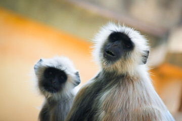 laughing monkey