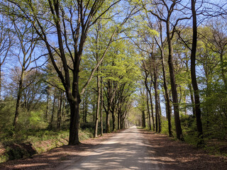 Road through the forest around Medler during spring