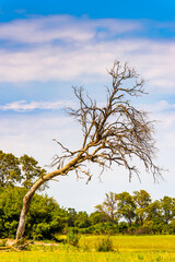 It's Tree at the Okavango Delta (Okavango Grassland), One of the Seven Natural Wonders of Africa, Botswana