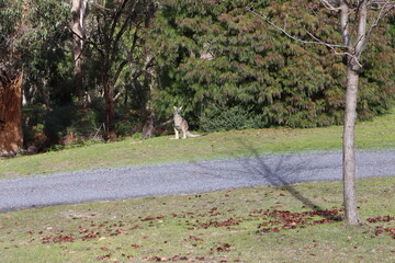 kangaroos on the grass 