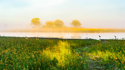 It's Landscape of the Okavango Delta (Okavango Grassland), One of the Seven Natural Wonders of Africa, Botswana