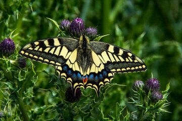 Swallowtail butterfly
