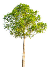 The tree is completely separated from the white background Scientific name Dolichandrone serrulata...