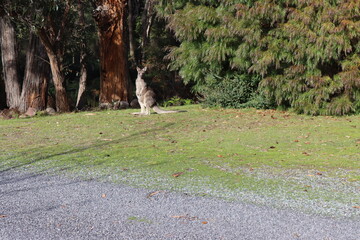 kangaroos 