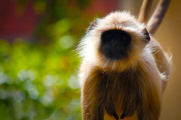 monkey looking