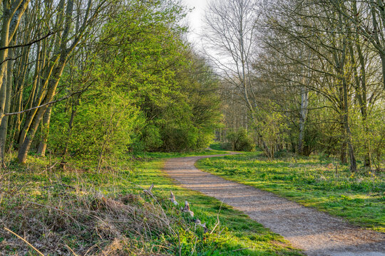 A twisitng footpath winds through woodland in early morning spring sunlight