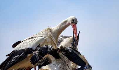 White stork (Ciconia ciconia) feeding its greedy young © Frank