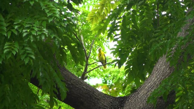 Exotic birds in singapore, black-naped oriole.