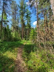 Fototapeta na wymiar path in the forest. coniferous forest in sunny weather with a blue sky