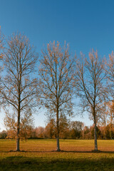 Autumn landscape with high trees in a meadow against a clear blue sky