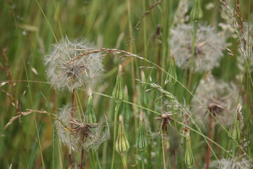 Pusteblumen auf der Wiese