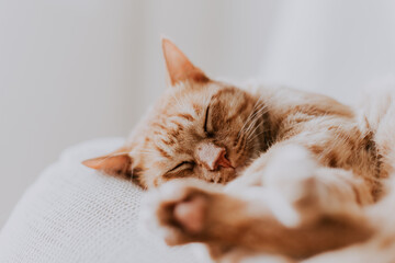 Gato naranja durmiendo sobre sofá ronroneando enseñando las patas