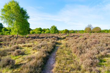 Fototapeta na wymiar Rough footpath leads across Budby Heath through thick heather to a distant Sherwood Forest