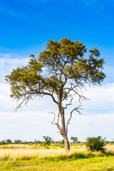 Fototapeta na wymiar It's Tree at the Okavango Delta (Okavango Grassland), One of the Seven Natural Wonders of Africa, Botswana